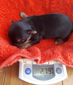 ヨークシャ－テリア可愛い子犬体重測定、