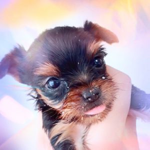 可愛いヨークシャーテリア子犬写真、