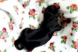 ヨークシャーテリア可愛い子犬写真、
