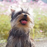 ヨークシャーテリア可愛い仔犬写真、